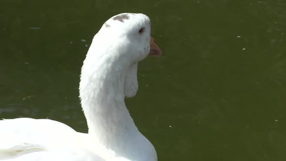 Closed view of the goose swimming in the pond