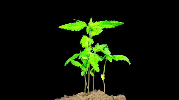 Cannabis sprouts grow quickly, time-lapse with ALPHA matte