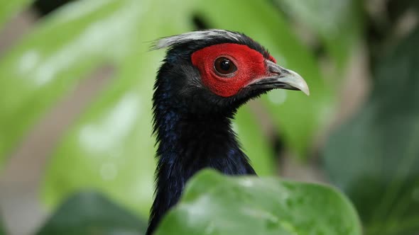 Edwards's Pheasant hiding in plants as it looks over the leaves