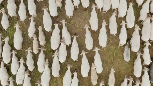 Aerial Drone Shot Flying Over a Flock of Sheep Grazing in an Ecologically Clean Green Meadow