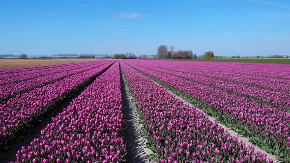 Blooming Rows Of Purple Tulips On Farm Flower Plantations In Zuid-Beijerland, Netherlands - aerial s