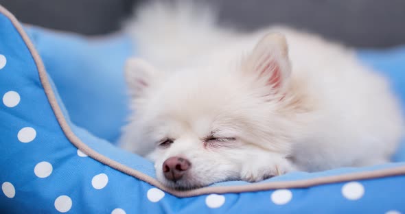 Sleeping Pomeranian dog