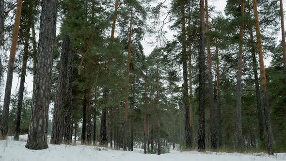 Pine grove in winter