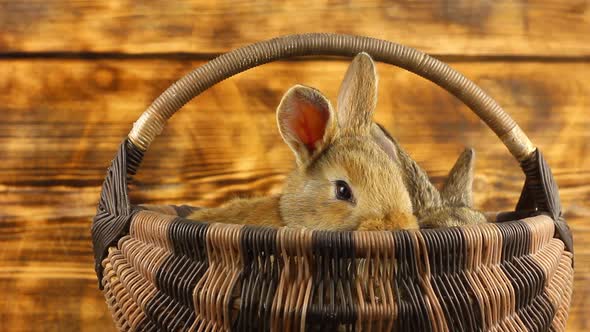 Two Cute Fluffy Affectionate Brown Bunnies Sit in a Wicker Basket and Wiggle Their Ears