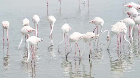 The greater Flamingos in wetlands