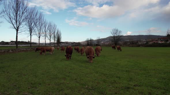Cows Grazing in the Green Field