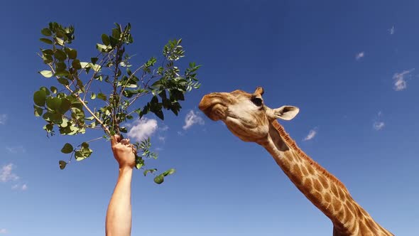 Feeding Leaves To A Captive Giraffe