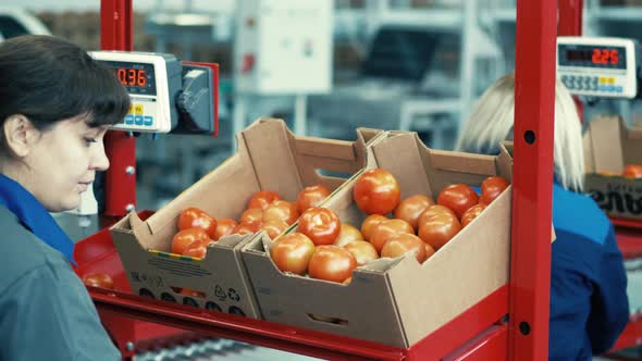 Female Workers Are Weighing Boxes with Tomatoes