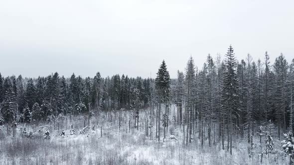 Winter Snow Covered Field with Forest and Path Flying