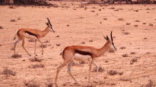 Springbok antelope walk across sandy, arid Kalahari Desert landscape