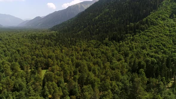 Aerial View  Green Forest Trees and Mountain