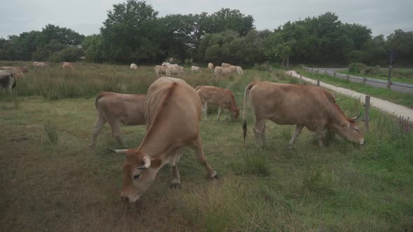 Group Adult Brown Limousin Cow with Herd of Young Gobies and Cattle Pasture in Brittany France