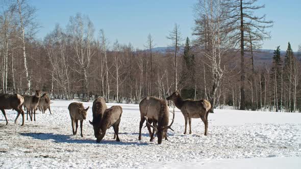 Wild Deer