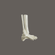 3D Animation of The ankle joint is formed by three bones - VideoHive Item for Sale