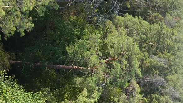 Vertical Video Aerial View of Trees in the Forest