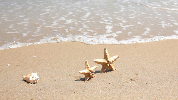 Starfishes On The Beach