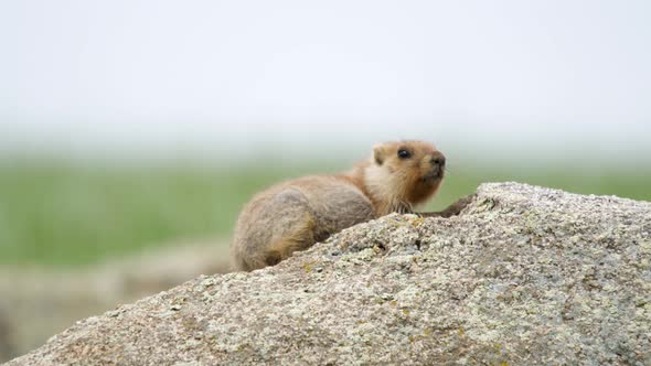 A Real Marmot in The Rock