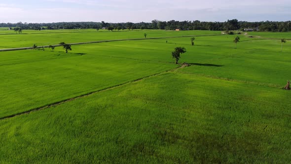 Aerial view tree random grow in paddy field