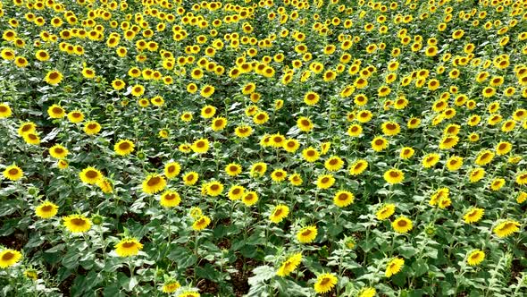 Sunflowers in a Field Flyover