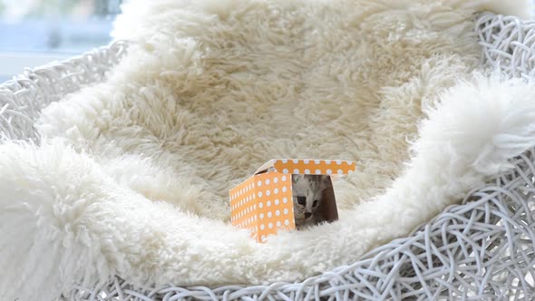 Cute American Short Hair Kitten Playing In Gift Box