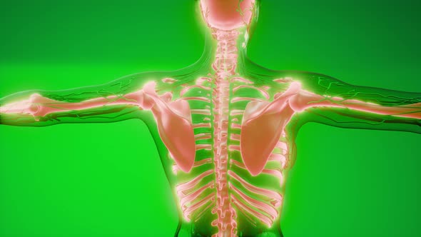 Transparent Human Body with Visible Bones alt