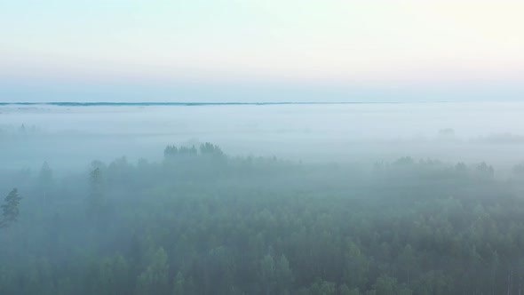 Flight Above Forest