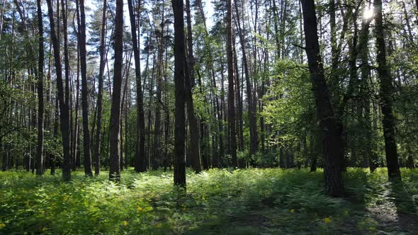 Summer Forest with Pine Trees Slow Motion