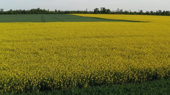 Low quadcopter flight over a field of yellow flowering rapeseed. Trees with green leaves.