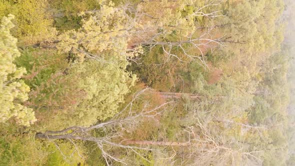 Vertical Video of a Forest Landscape on an Autumn Day in Ukraine