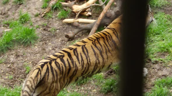 tiger running in zoo habitat