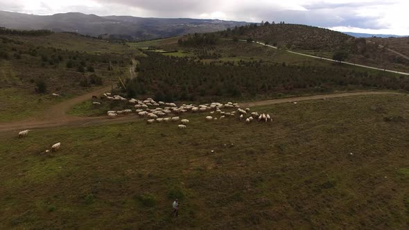 Flock of Sheeps with Shepherd