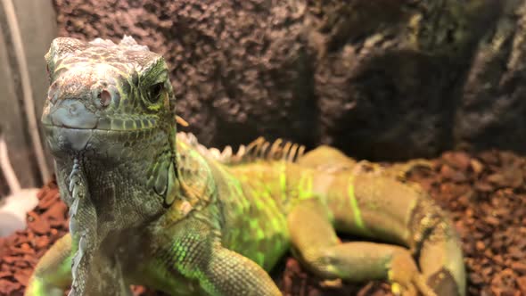 Exotic Animal Market Large Green Iguana Looking Into the Camera Lens