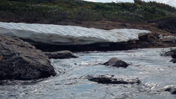 Mountain Stream From Melted Snow At Jamtlandstriangeln In Jamtland County, Sweden. - close up, panni