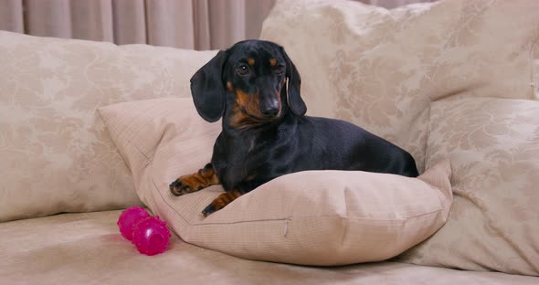 Adorable Dachshund Puppy Was Playing with a Rubber Toy Lying on a Pillow on the Sofa but Something