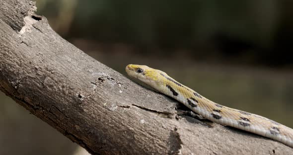 Beautiful Trinket Snake seen slithering up a wooden log flicking its tongue and sensing the surround