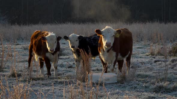 Three miniature Hereford cows look at camera on frosty cold morning