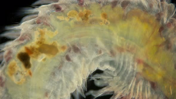 Worm Polychaeta Naineris sp. under a microscope, family Orbiniidae
