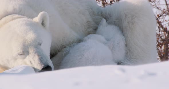 Close up of two Polar Bear cubs sleeping with sow. Sow opens eyes and then goes back to sleep.