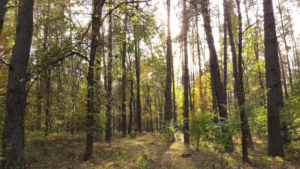 Autumn Forest Landscape with Trees By Day