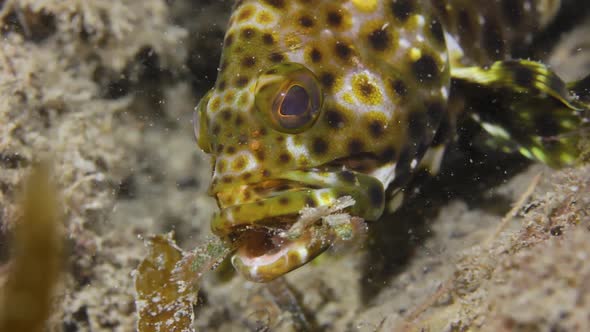 Animal behaviour video of a colourful fish eating a crustaceancaught in its mouth