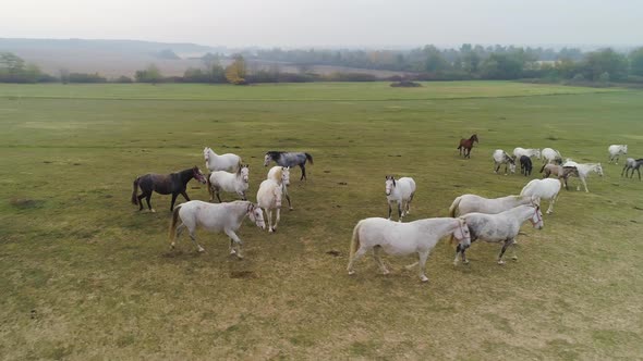 Aerial view of Lipizzaner horses on the open field in the morning