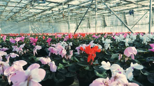 Many Cyclamens, Flowers Growing in a Modern Greenhouse. Flowers Nursery Greenhouse.