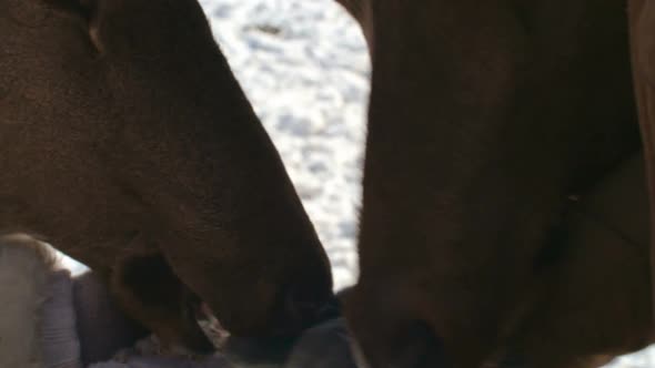 Giving Food to Deer