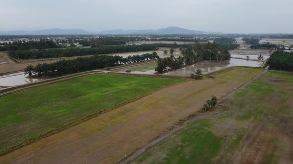 Aerial view tractor working in paddy