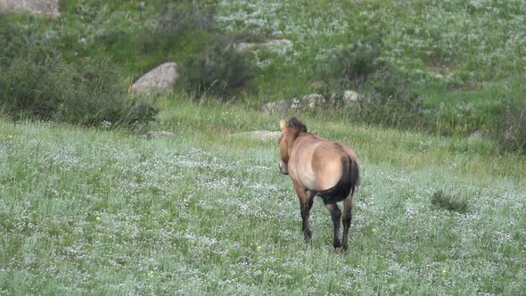 Wild Przewalski's Horse in The Valley