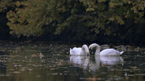 Two white swans swim on the lake, river. The lake is covered with autumn leaves.