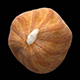 Hazelnut kernel - 3DOcean Item for Sale