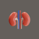 3D Animation of Kidneys function to filter blood - VideoHive Item for Sale