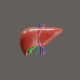 3D Animation of The liver functions to detoxify the blood - VideoHive Item for Sale