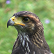 Harris Hawk is Looking for Prey Detail - VideoHive Item for Sale